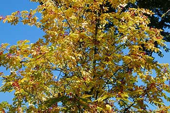 Tree of the Month - October 2017