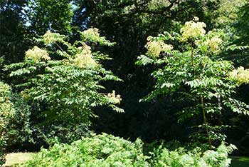 Tree of the Month - August 2017