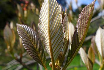 Tree of the Month - May 2017