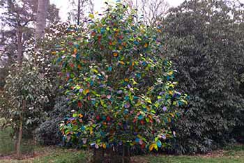 Rare Magnolia maudiae subsp, aprilis-stultus discovered at Westonbirt Arboretum