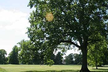 Living with trees