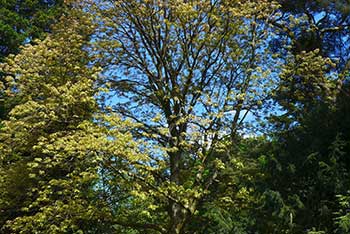 Tree of the Month - June 2016