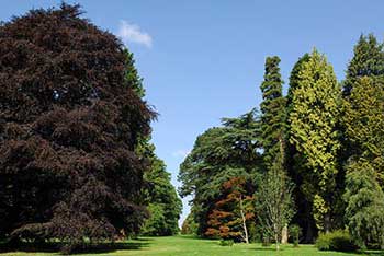 Tree Team Work at Westonbirt