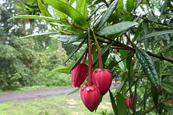 Dendrologist Dan's spring stunners: Crinodendron hookerianum