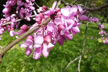 Dendrologist Dan's spring stunners: Cercis siliquastrum