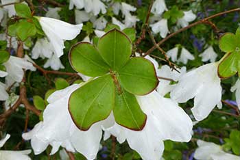 Dendrologist Dan's spring stunners: Rhododendron quinquefolium