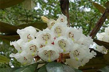 Dendrologist Dan's spring stunners: radiant Rhododendrons!