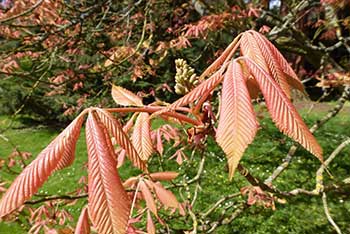 Dendrologist Dan's spring stunners: fantastic foliar flushes!