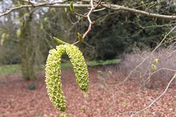 Dendrologist Dan's spring stunners: eye catching catkins!