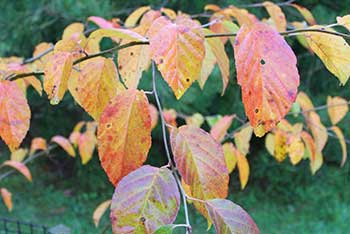 An autumn walk with...