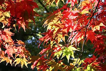 An autumn walk with...