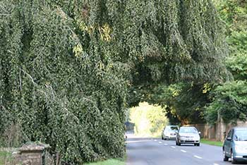 Farewell to the weeping beech trees at Lodge Gates