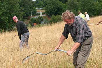 Downs restoration: strewing, scythes and sickles