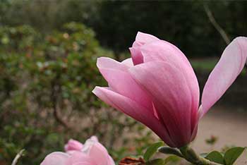 A sure sign spring has arrived: the pink blooms of Westonbirt’s Diva magnolia are here!