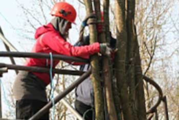 Celebrating Westonbirt's 2000 Year Old Lime