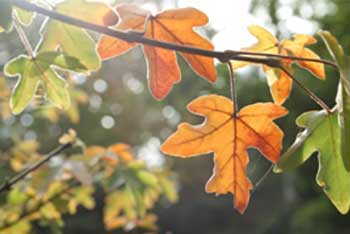 Whatever the Weather: Trees for our future climate