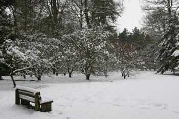 A winter walk with Westonbirt's curator