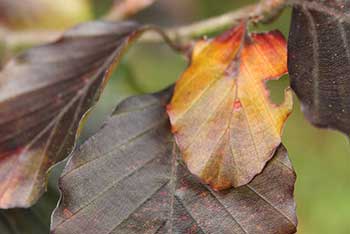 Autumnal highlights: Wearing red regardless