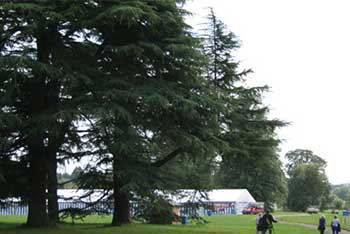 The Big Top is up! Nearly time for Treefest! 