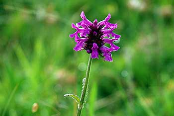 Westonbirt Arboretum Downs Vegetation Survey update