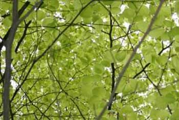 Tree Champions: Olympic cycling