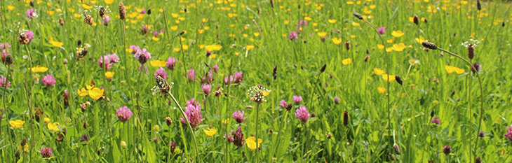 Summer at Westonbirt Arboretum Summer at Westonbirt Arboretum