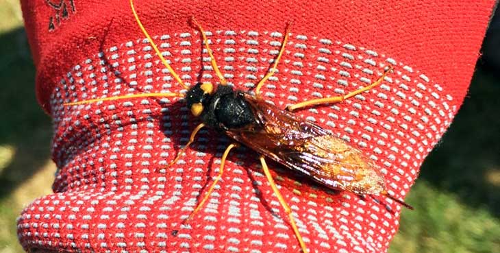 Making friends with the local wildlife; a Giant Wood Wasp Urocerus gigas Making friends with the local wildlife; a Giant Wood Wasp Urocerus gigas