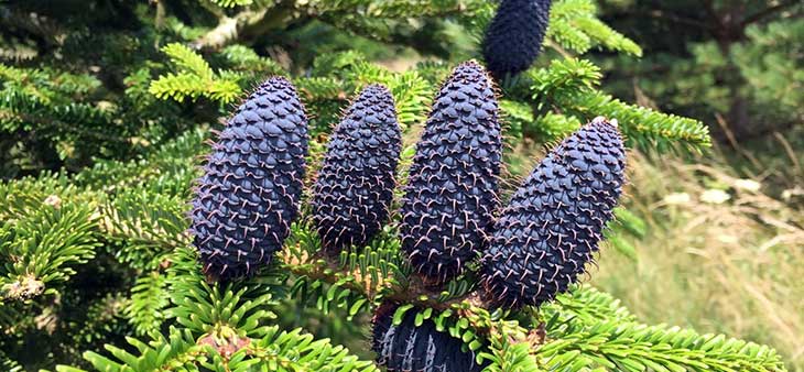 These impressive Abies fabri cones near Churchill Wood caught our attention