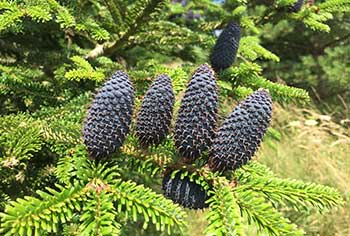 Our visit to Bedgebury Pinetum