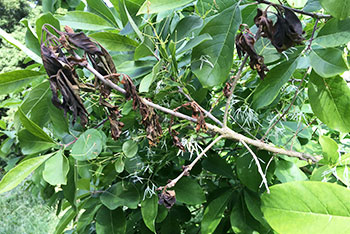 Chalara dieback of ash trees