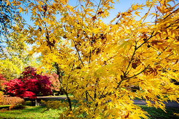 Why DO leaves change colour in autumn? 