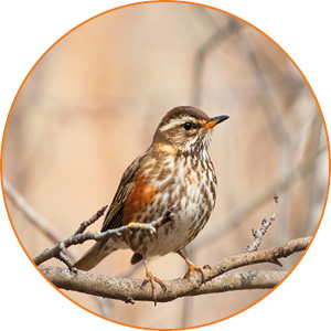 Redwings travel extremely long distances