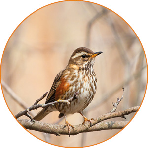 Redwings travel extremely long distances Redwings travel extremely long distances