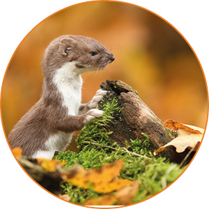 Weasels have a short but lively life in the wild Weasels have a short but lively life in the wild