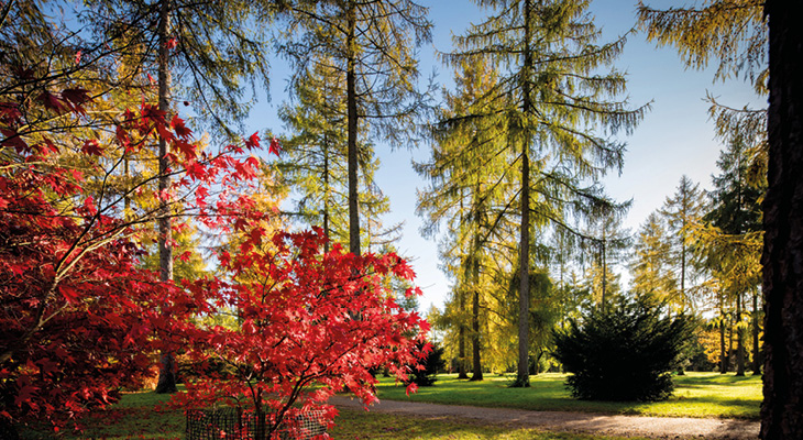 Autumn tree highlights