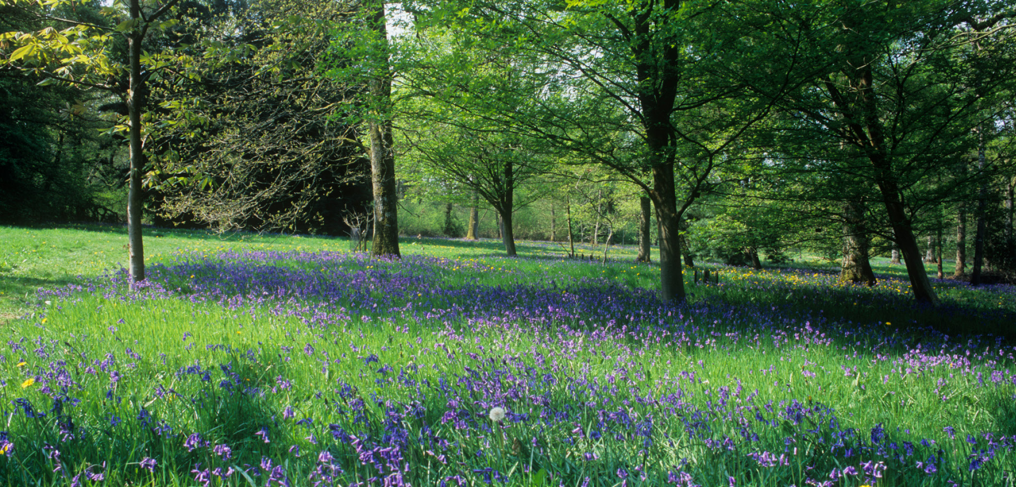 Bluebells