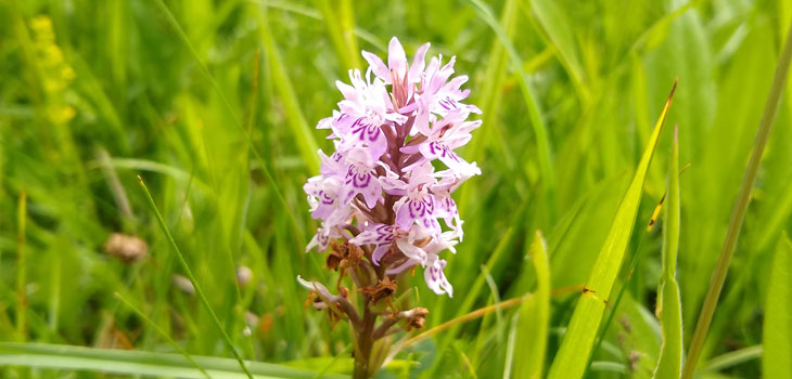 Colourful wildflower found during a guided walk