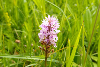 Expert's guide to Westonbirt wildflowers