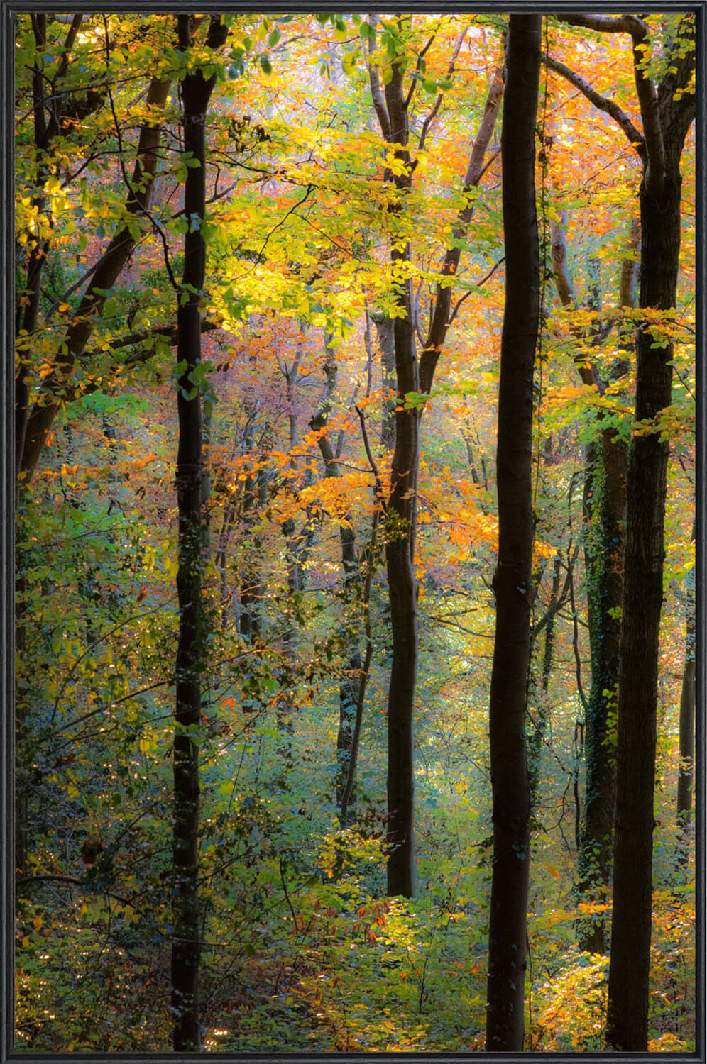 Autumn beech in the park wood