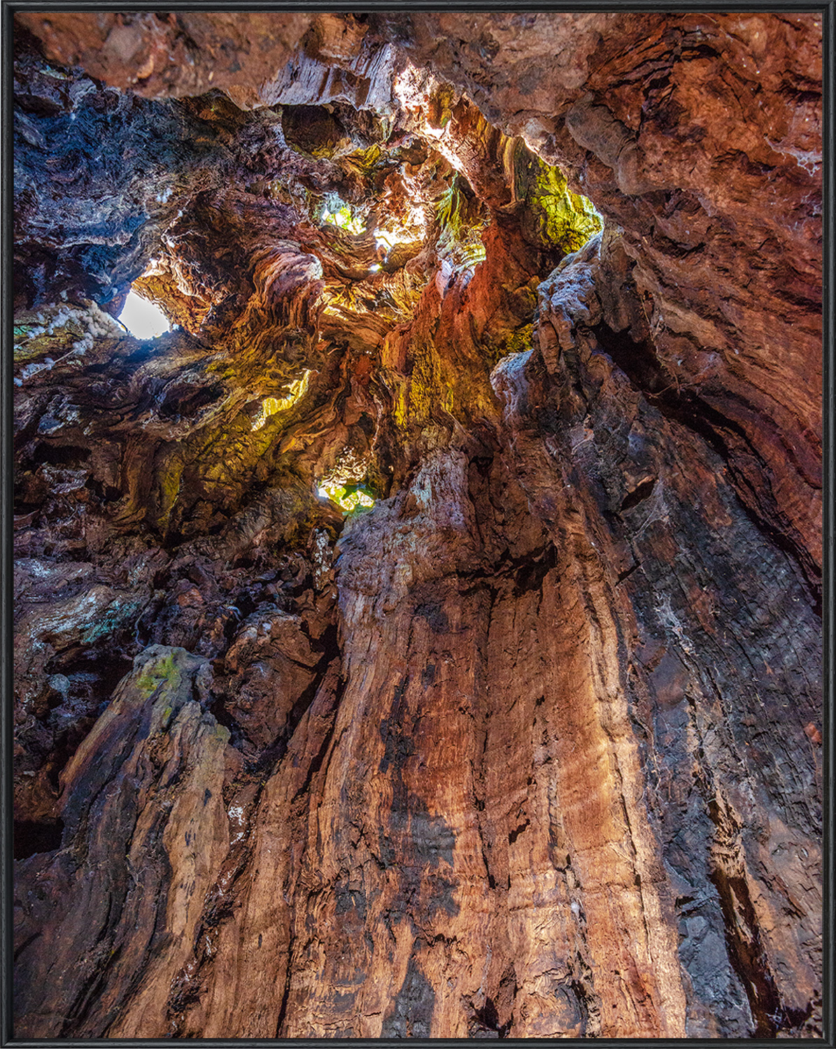 Inside the pwllpriddog oak