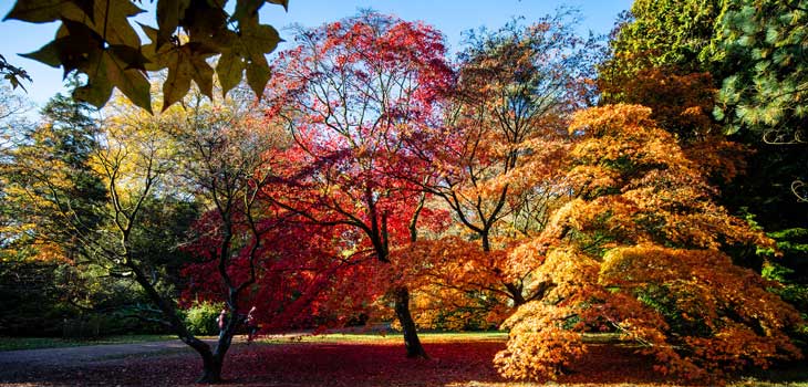 Autumn trees