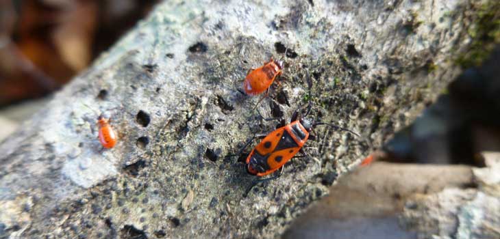 Insects on a tree branch