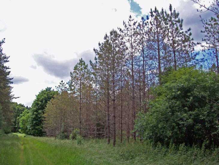 Damage to Corsican pine by red bank needle blight