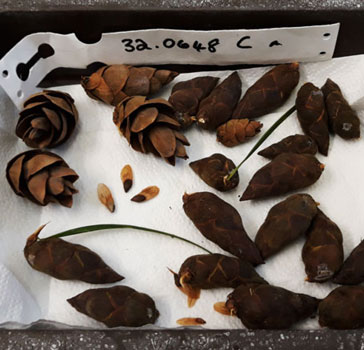 Cones collected in January 2020 drying out and releasing seeds