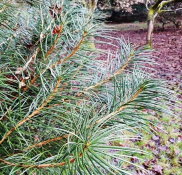 Needle-like leaves