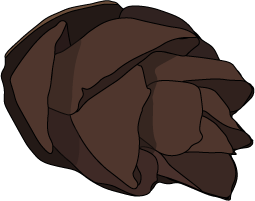 Cathay silver fir cone Cathay silver fir cone