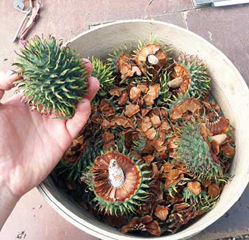 Freshly harvested female seed cones, being dried up and starting to disintegrate to release seeds