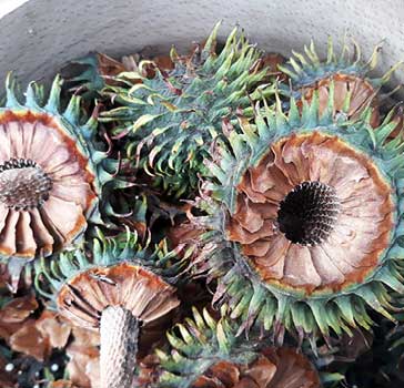 Freshly harvested female seed cones, being dried up and starting to disintegrate to release seeds