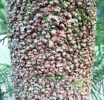 Trunk of Wollemi pine with bark looking like bubbling chocolate