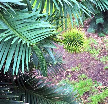 Plant at RBG Kew: Detail of foliage and a male pollen cone on the left and an immature female seed cone on the right (this this female cone’s 1st year, they ripen in the 2nd season)